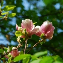 park stryjski - kwitnące magnolie