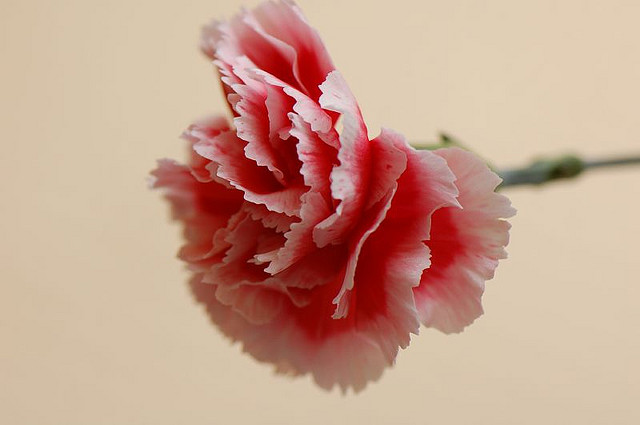 fot. Zixii /flickr fot. Zixii /flickr